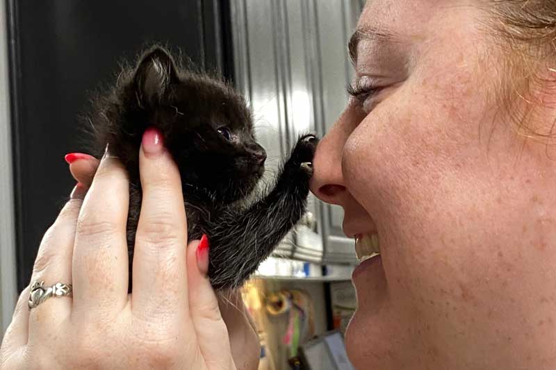 Kitten touching nose