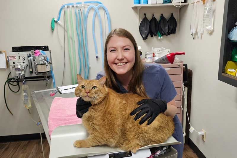 Restraining a cat