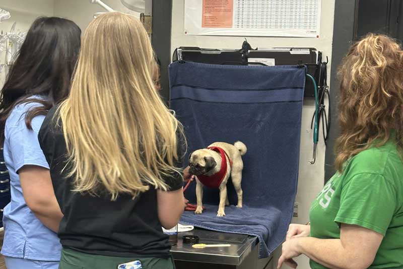 Pug photo shoot