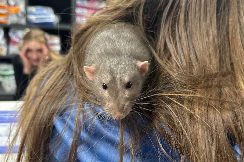 Rat in persons hair