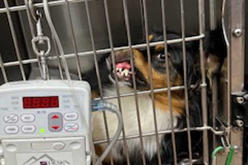 Dog smushed against kennel