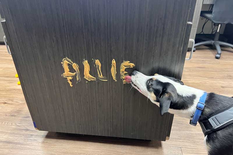 Licking peanut butter