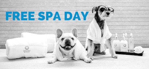 Special offer of a free spa day